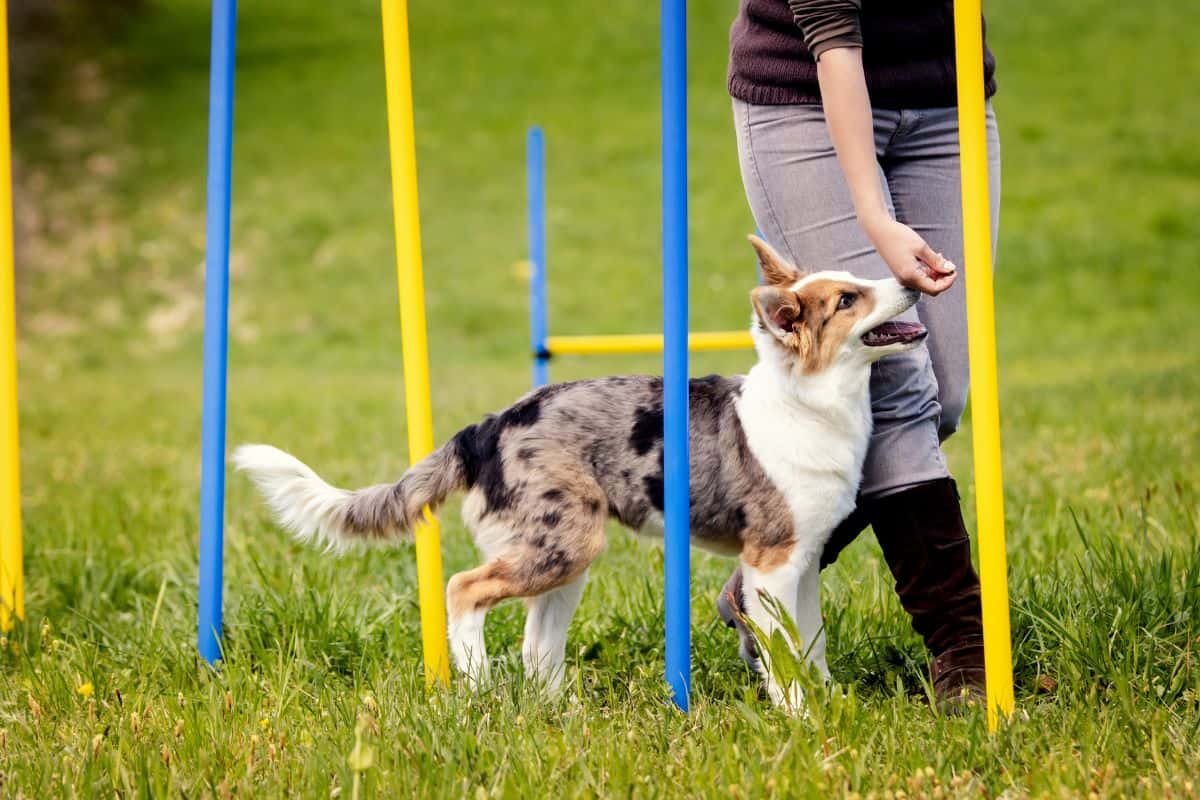 Working Dog Training Arizona: Building Reliable Performance Dogs